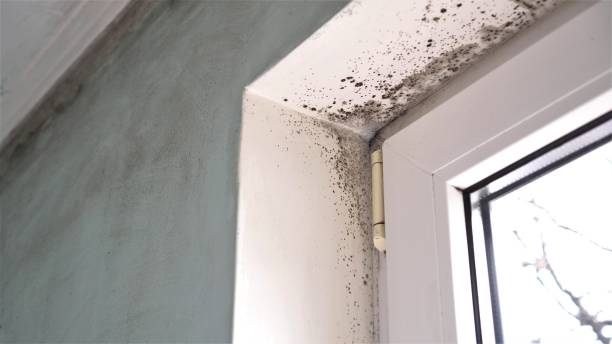 Mold Removal Process in Redondo Beach, CA