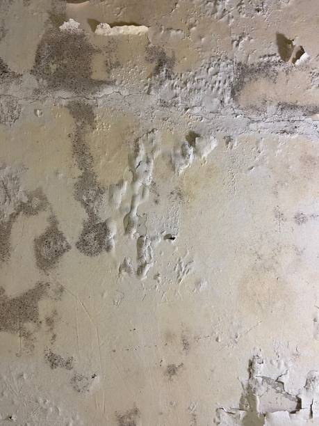 Best Residential Mold Removal  in Redondo Beach, CA