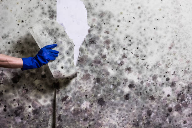 Best Toxic Mold Removal  in Redondo Beach, CA